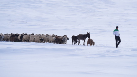 Son yılların en fazla kar yağışı görüldü Dondurucu soğuklarda hayvanları böyle besliyorlar