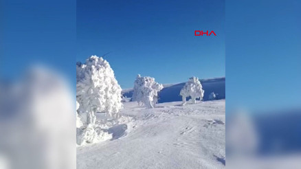 Boluda karla kaplı yaylada ağaçlar buz tuttu