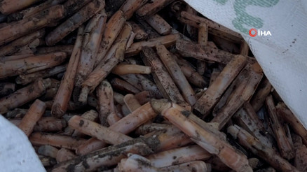 Mersinde fırtına sonrası binlerce kargı midyesi sahile vurdu