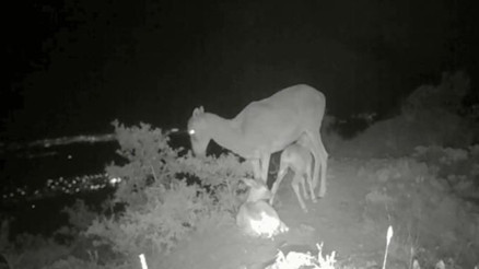 Karamanda fotokapana yansıyan muhteşem görüntü | Doğada değişmeyen tek gerçek notuyla paylaşıldı