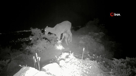 Anadolu yaban koyunu yavrularıyla görüntülendi