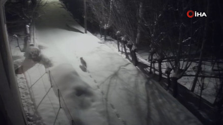 Gürün’de kurtlar mahalleye indi