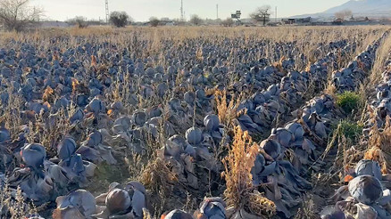 Pazarda tanesi 80 liradan satılıyor: Çiftçiden almak istedikleri fiyat pes dedirtti