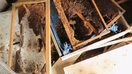 Ayı, tarihi hanaylara girip balları yedi; arıcılar yardım istedi Ayı, tarihi hanaylara girip balları yedi; arıcılar yardım istedi