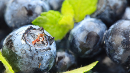 Gizli bir süper güç: Sağlığa faydası saymakla bitmiyor Günde sadece 200 gram tüketilmeli…