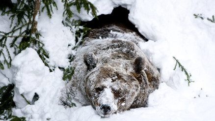 Ayılar kış uykusuna yatmıyormuş