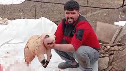 Pandaya benzeyen kuzu incelemeye alındı Böyle bir durumla ilk kez karşılaştık