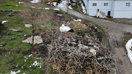 Burayı evi edindi | 3 yıldır göç etmeyen leylek hayrete düşürüyor