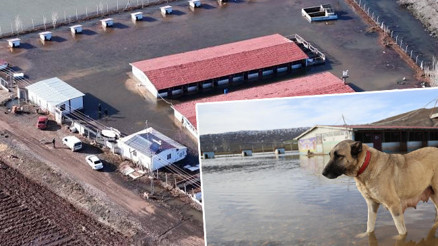 Dünyaca ünlü marka değeri Anadolu Aslanları su altında kaldı: Bölgede ilk kez böyle bir olay yaşandı