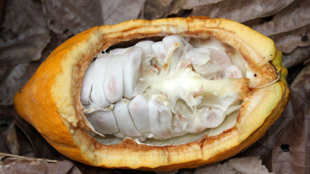 Resmen ispatlandı: Bitter çikolata yaşlanmayı yavaşlatıyor