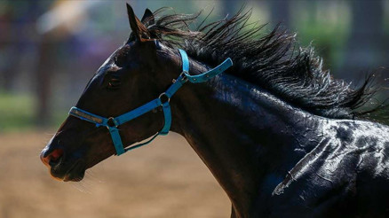 TİGEM’den yarış atları kayıp iddialarına açıklama