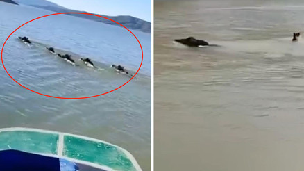 Diyarbakırda teknedeki balıkçı kayda aldı: Sürü halinde yüzüp karşıya geçtiler