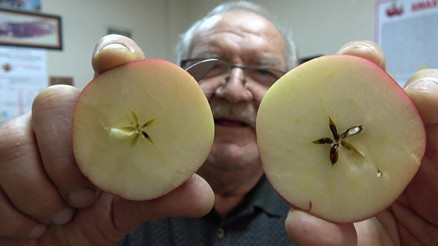 Zirai don vurdu, kilosu 150 liraya kadar çıktı | Taklitlerinden yıldız testiyle ayırt ediliyor
