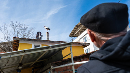 Bursada Yaren leylek bekleniyor... Eşi Nazlı geldi