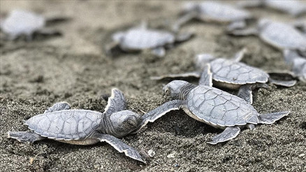 Fabrikaya kaplumbağa engeli