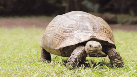 Fabrikaya yeşil tosbağa engeli