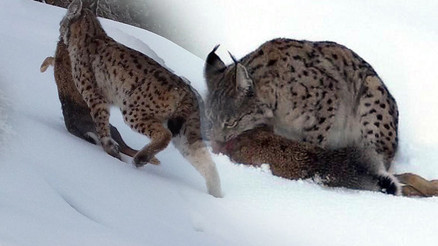 Köyde fotoğraf çekerken fark etti: Erzincanda belgesel sahnesi gibi görüntü: