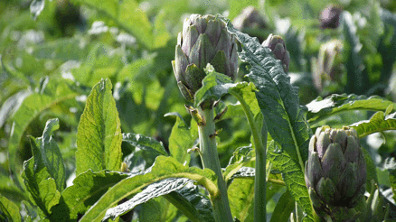İzmir Menemende enginar hasadı başladı