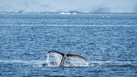Antarktika’da 10. sefer de tamam