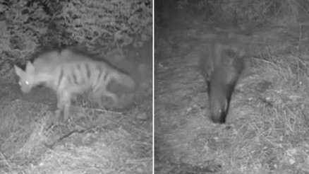 Bir çiftliğe takılan fotokapana yakalandılar: Anadolu sırtlanı, çakal, oklu kirpi ve domuz...