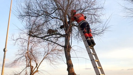 Avcılar Sahilinde kedi mahsur kaldığı ağaca ikinci kez tırmandı; itfaiye erine saldırdı Avcılar Sahilinde kedi mahsur kaldığı ağaca ikinci kez tırmandı; itfaiye erine saldırdı