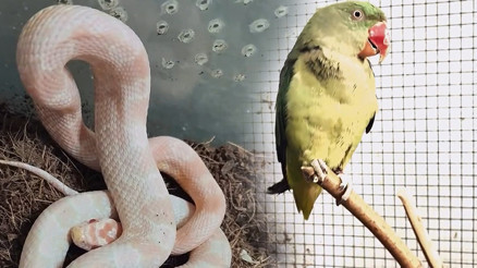 Bursa’da kaçak hayvan ticareti denetimi: 2 papağan ve 1 yılana el konuldu