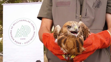 58 bin ‘yaban’ tedavi edildi