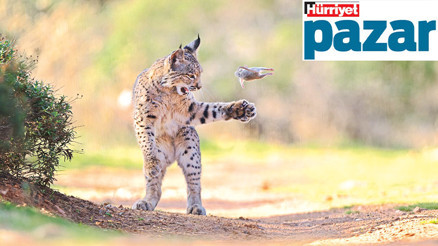 İlkbaharın sevimli misafirleri geldi