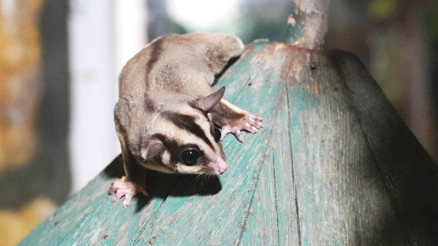 Kaçak bakılıyorlardı... 33 uçan sincap korumaya alındı