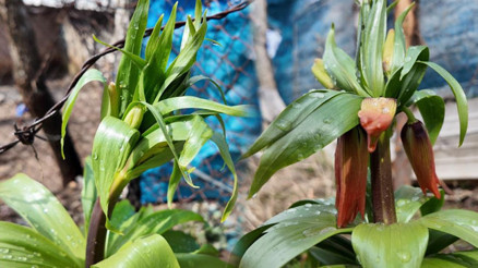 Hakkari ve Şırnakta bulunuyor: Yılın 20 günü yaşıyor