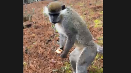 Mantar ararken maymun buldu