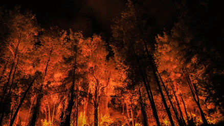 Türkiyede geçen yıl 3 bin 224 orman yangını çıktı