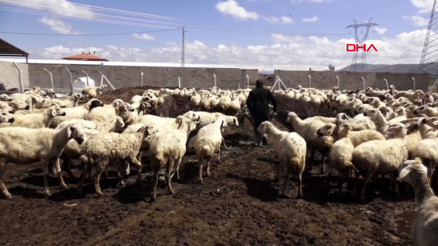 80 bin lira maaşla çalıştıracak çoban bulamıyorlar