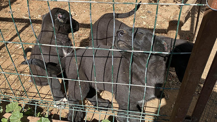 Para için yaptıkları kan dondurdu Vatandaşın şüphesi skandalı ayyuka çıkardı: Vicdansızlara 327 bin lira ceza kesildi