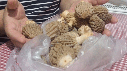 Et lezzetinde: Kuzugöbeği mantarı sezonu açıldı