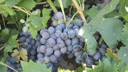 Erzincan tulum peyniri ve Cimin üzümü Slow Food Ark of Taste listesine alındı