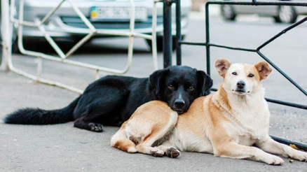 İstanbul Valiliği’nden belediyelere: Sahipsiz köpekleri toplayın