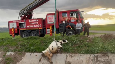 Menfeze düşen inek itfaiye tarafından vinçle kurtarıldı
