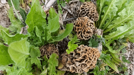 Hisarcık’ta kuzugöbeği sezonu açıldı