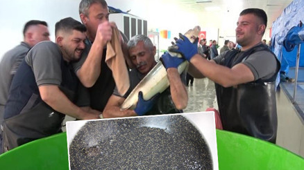 8 bin adedi Karadenize bırakılacak: Çiple takip edecekler Kilosu 2 bin dolardan satılıyor