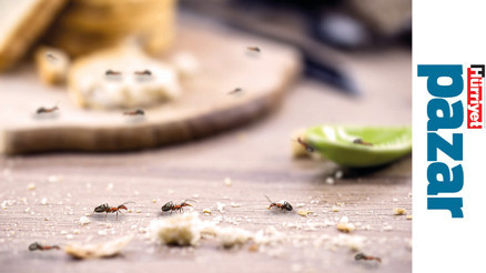 Davetsiz misafirlere karşı...