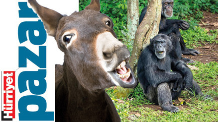 ‘Arkadaşım eşek’ ormanı koruyor,