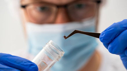 Baharla birlikte kene uyarısı