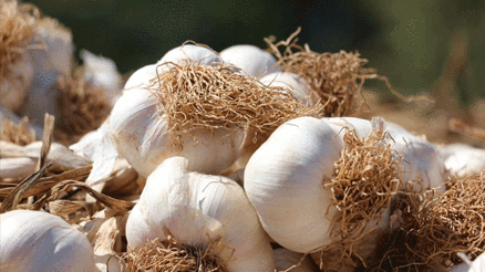 TasteAtlas listesinde Araban sarımsağı ilk 5e girdi