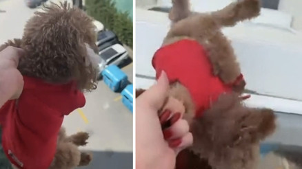 Tepki çeken görüntüler Köpeği pencereden sarkıtıp cama vurdu