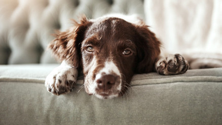 Köpeklerin beyinleri küçülüyor