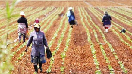 Savaş gübre üretimini düşürdü Asya ve Afrika’da gıda krizi riski var