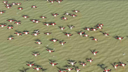 Dron gözüyle flamingolar