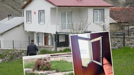 Gümüşhanede ayılar yaylalardan sonra köyleri mesken edindi: Vatandaşlar tedirgin