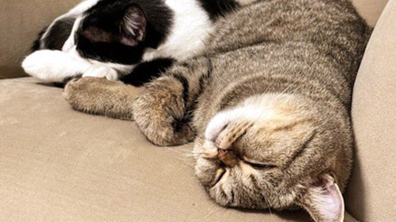 Mahkeme kararı: 5 kedi ve 1 köpeğin velayeti erkekte